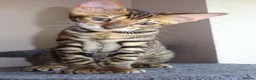 Toyger cats for sale: STUNNING WILD LOOKING PEDIGREE CUBS - Advert 1