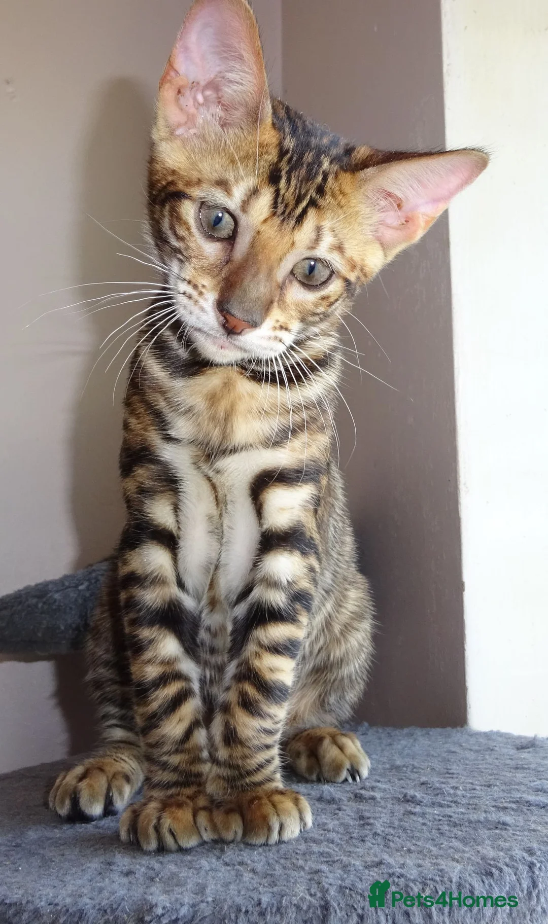 Toyger cats for sale: STUNNING WILD LOOKING PEDIGREE CUBS - Advert 1