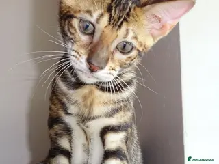 Toyger cats STUNNING WILD LOOKING PEDIGREE CUBS - Advert 3