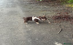 French Bulldog dogs for sale: Kc reg male ** rojo frenchie fluffy carrier - Image 7