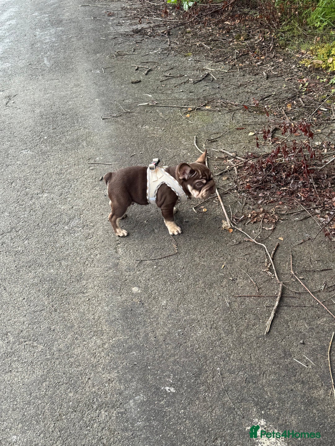 French Bulldog dogs for sale: Kc reg male ** rojo frenchie fluffy carrier - Image 7