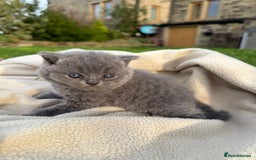 British Shorthair cats for sale: GCCF BSH Blue pedigree kittens for sale - Image 9