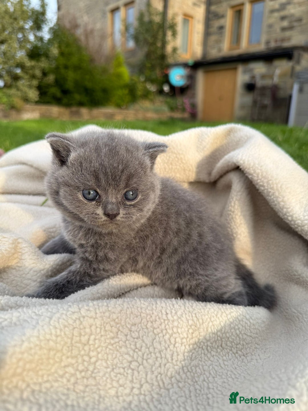British Shorthair cats for sale: GCCF BSH Blue pedigree kittens for sale - Image 9