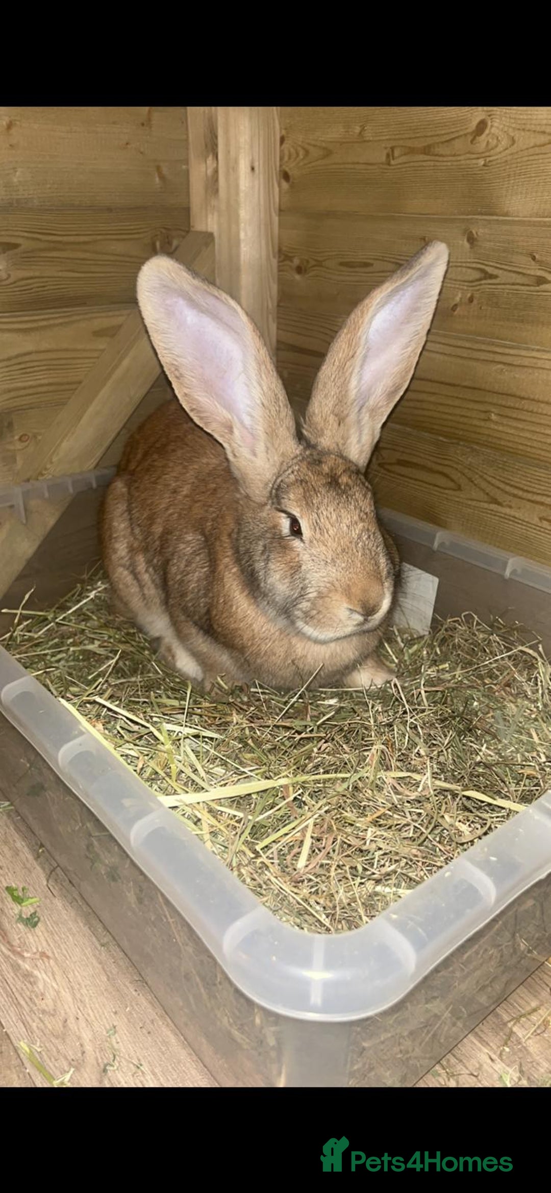 Continental Giant rabbits for sale: READY NOW - 3 Continental Giant Does  - Image 5