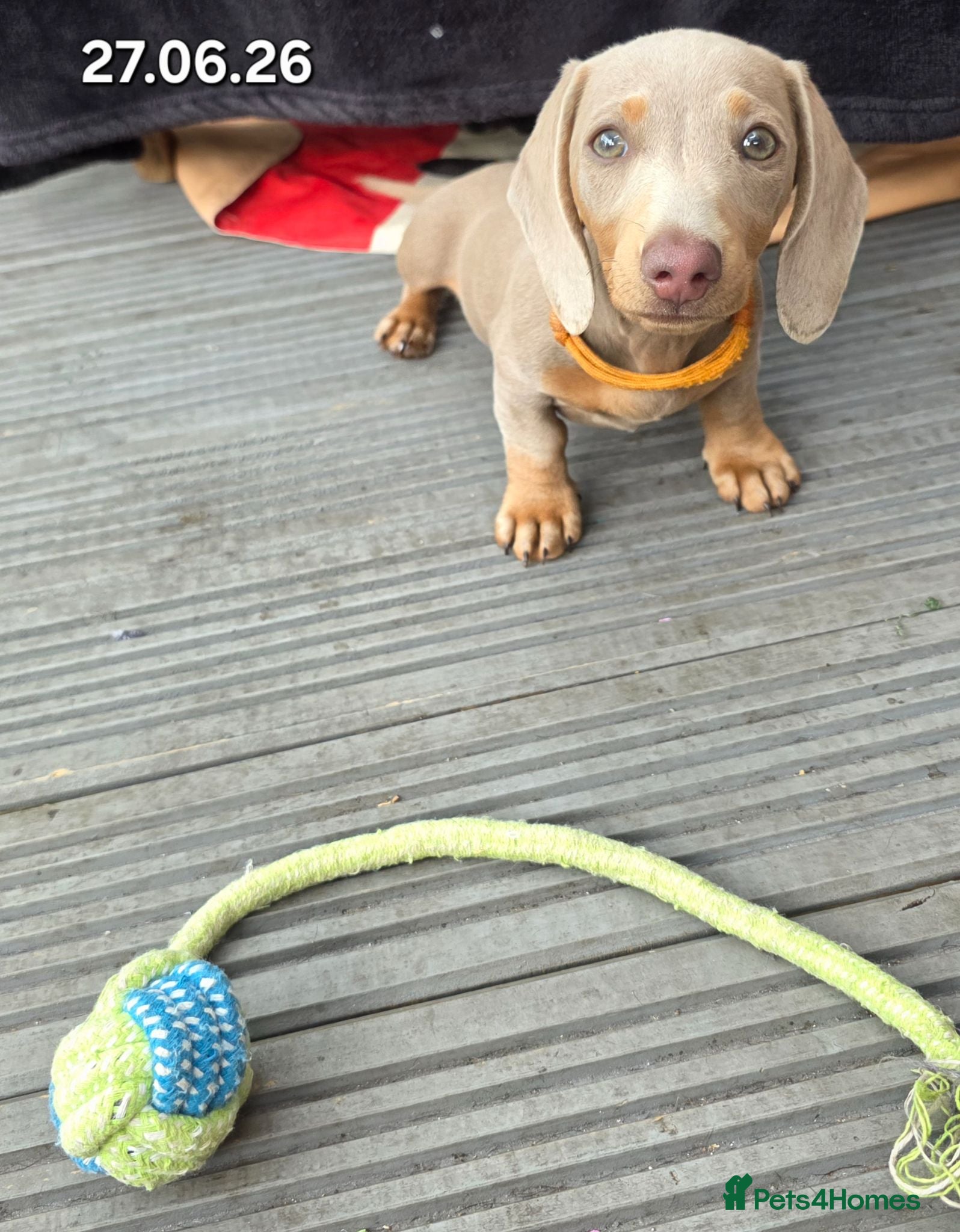 Dachshund dogs ♥️fully vaccinated ♥️Adorable #daxie isabella 🐾 - Advert 2