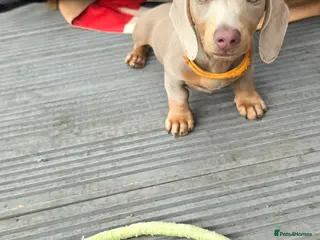 Dachshund dogs ♥️fully vaccinated ♥️Adorable #daxie isabella 🐾 - Advert 2