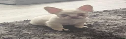 French Bulldog dogs for sale: Visual fluffy french bulldogs in Newcastle upon Tyne - Advert 18