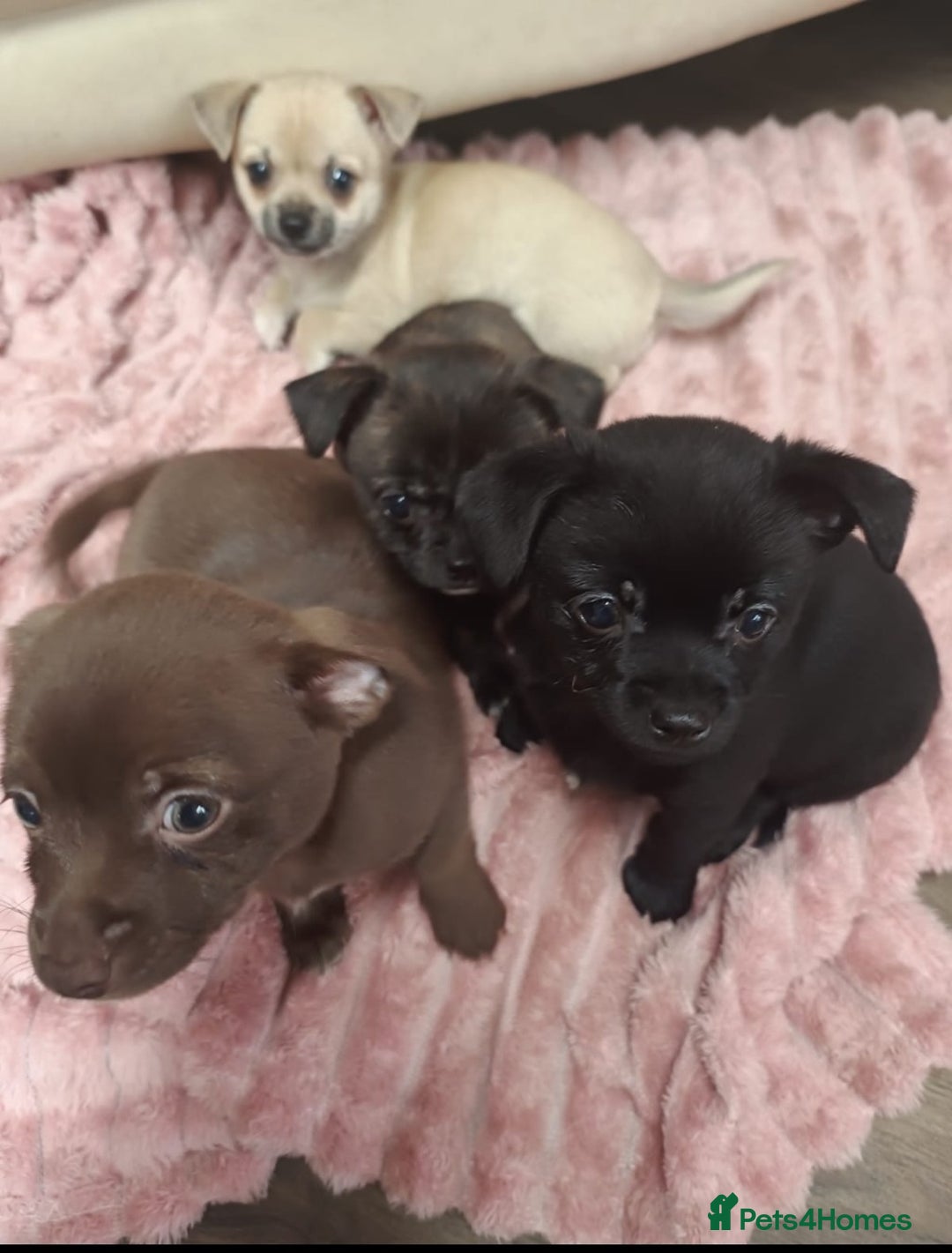 Mixed Breed dogs for sale: Cute Chihuahua Cross Jack Russel Pups. - Advert 1