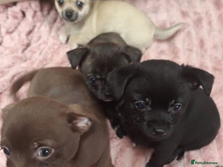 Mixed Breed dogs Cute Chihuahua Cross Jack Russel Pups. - Advert 1