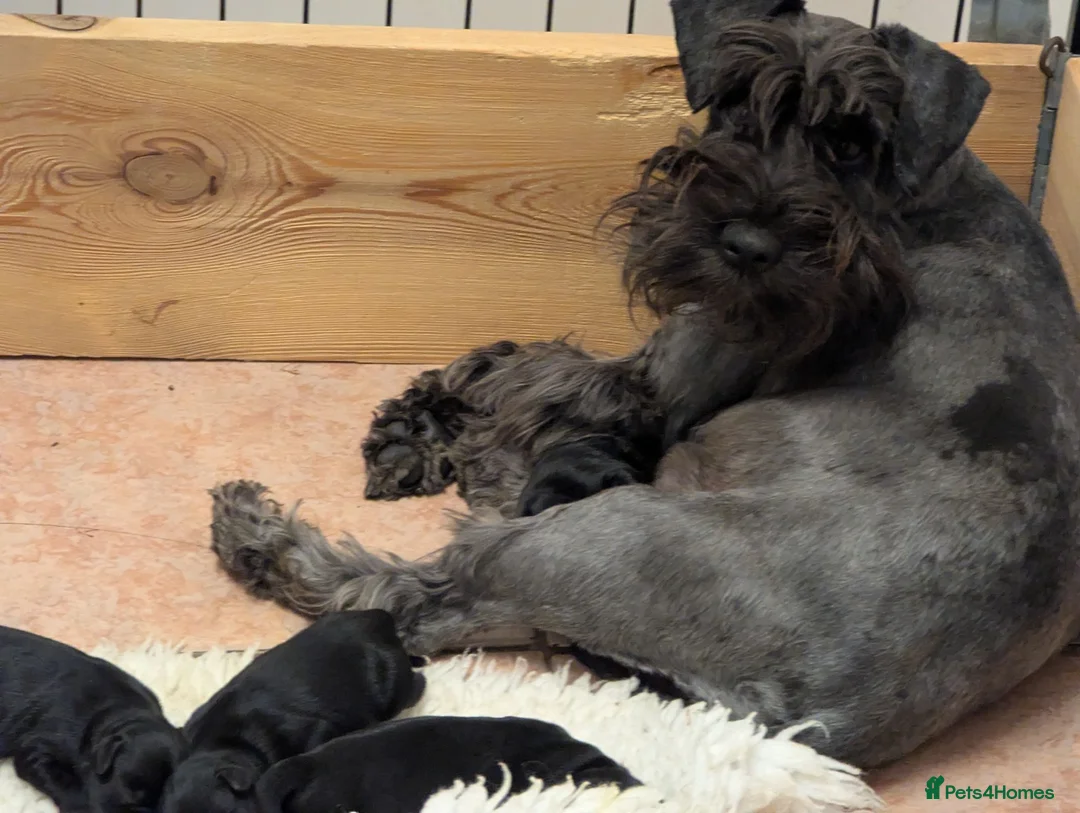 Miniature Schnauzer dogs for sale: KC reg'd,Health Tested Miniature Pups 5* Breeder - Advert 2