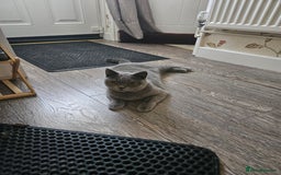 British Shorthair cats for sale: British short haired  - Image 1