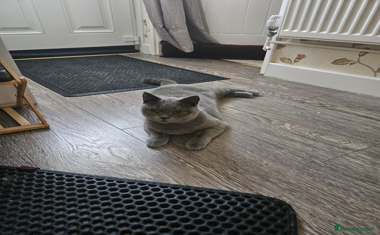 British Shorthair cats - Advert 1