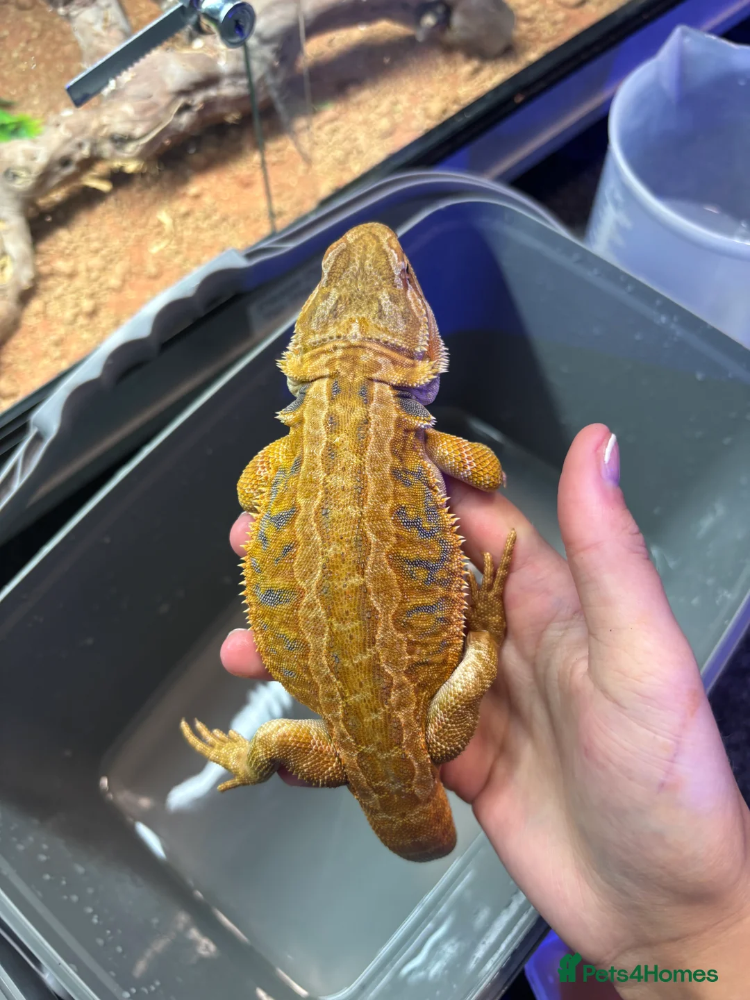 Bearded Dragon reptiles for sale: FEMALE Yellow blue bar  - Advert 4