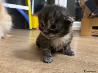 Maine Coon cats Maine coon kittens - Advert 2