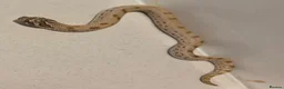 Snake reptiles for sale: Western hognoses babies - Advert 3