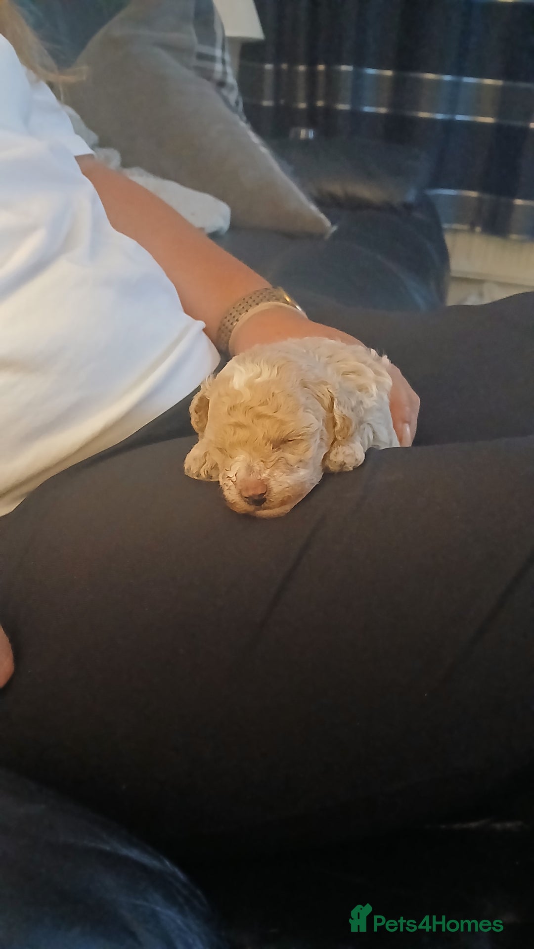 Maltipoo dogs for sale: Malitpoo  puppies  for sale in Canterbury - Image 23