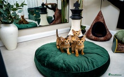 Abyssinian cats for sale: Elegant Abyssinian Kittens Champion Lines 🏆 🥇  - Image 2