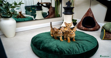Abyssinian cats - Advert 13