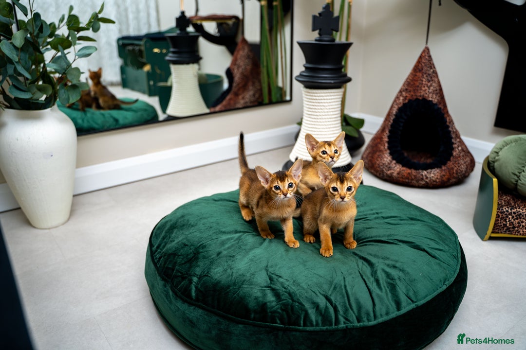 Abyssinian cats for sale: Elegant Abyssinian Kittens Champion Lines 🏆 🥇  - Image 2