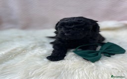Mixed Breed dogs for sale: Hungarian puli cross miniature poodle puppies - Image 16
