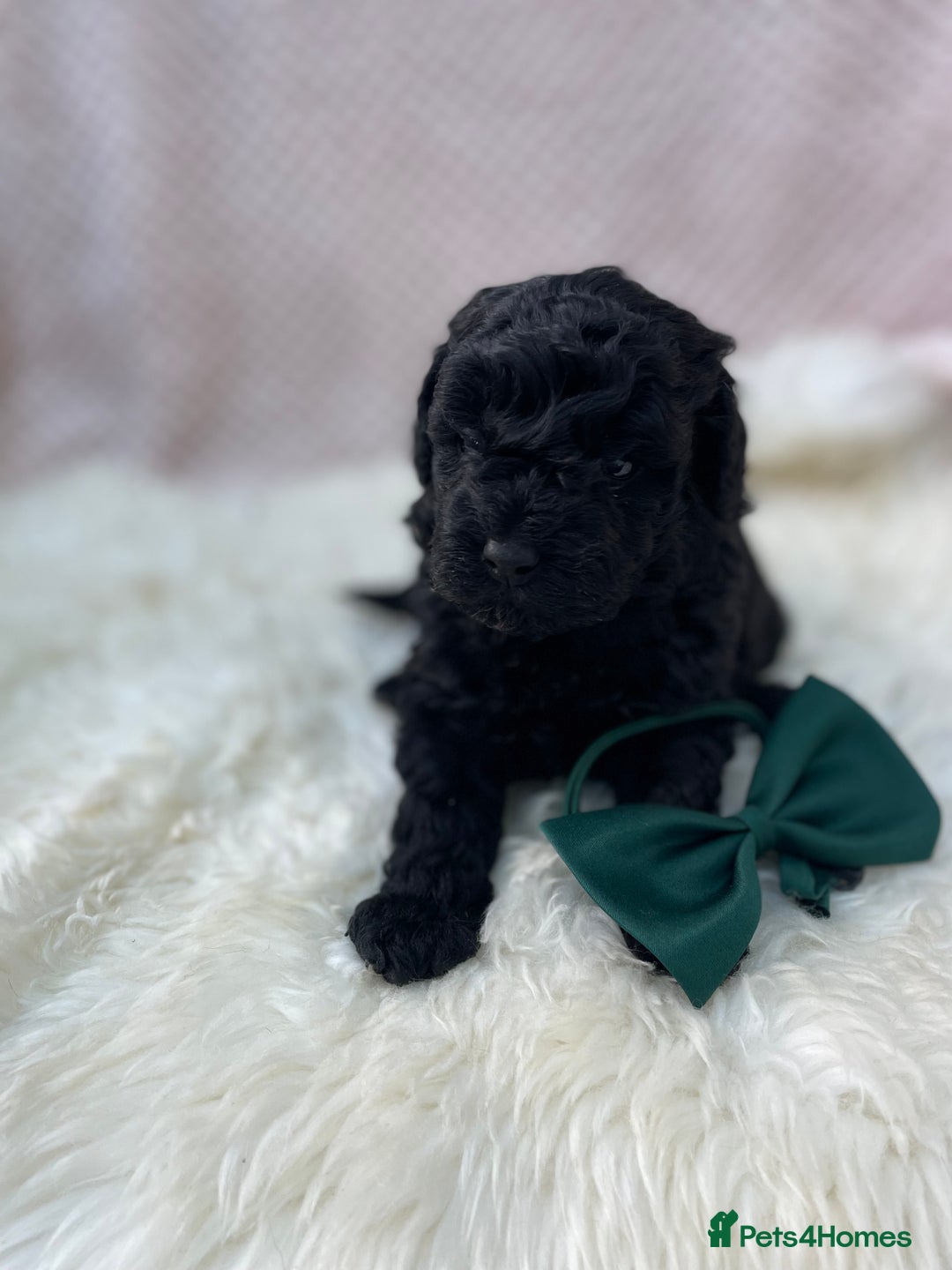 Mixed Breed dogs for sale: Hungarian puli cross miniature poodle puppies - Image 16