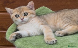 British Shorthair cats for sale: Last golden boy left 😻🌸🌼🌺 tica registered 😻 in Hayes - Image 6