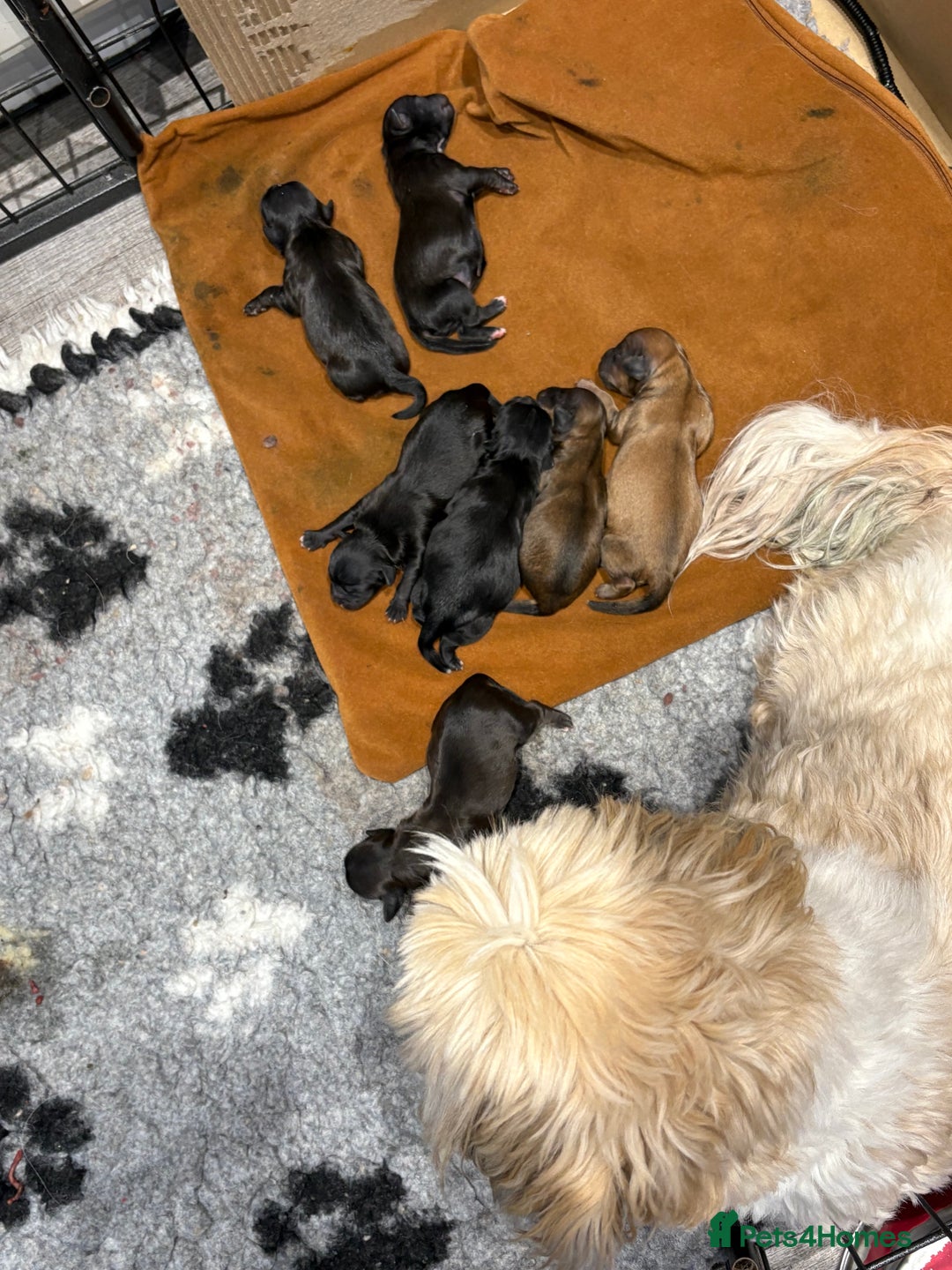 Shihpoo dogs for sale: Shihpoo f1 puppies - Advert 3