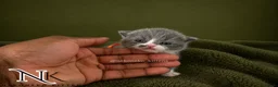 British Shorthair cats for sale: Exceptional GCCF REGISTERED BSH KITTENS - Advert 12