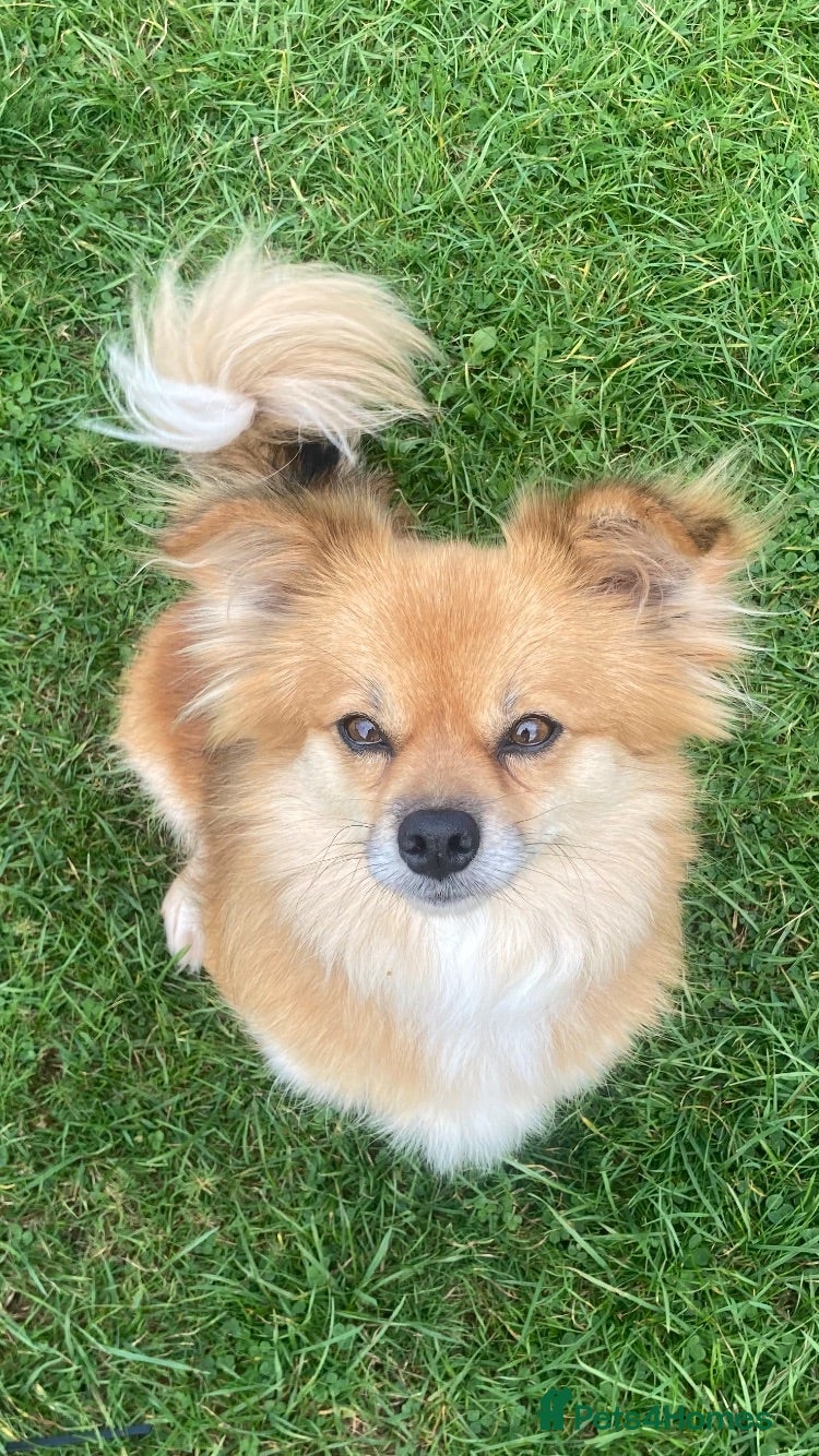 Mixed Breed dogs Beautiful soul Peaches - Advert 2