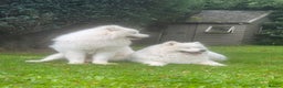 Samoyed dogs for sale: Looking for a Loving New Home for Our Two Samoyeds - Advert 7