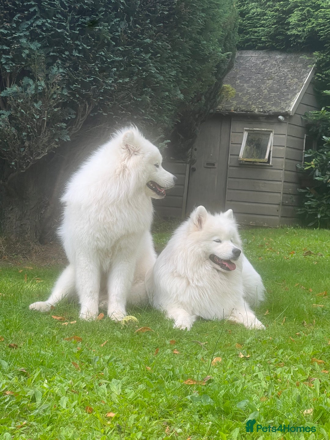 Samoyed dogs for sale: Looking for a Loving New Home for Our Two Samoyeds - Advert 7
