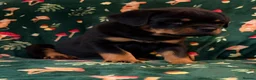 Rottweiler dogs for sale: Beautiful Rottweiler Puppies Available  - Advert 24