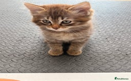 Ragdoll cats for sale: RARE full RAGDOLL BABYS  - Image 33