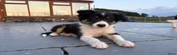Border Collie dogs for sale: Beautiful Welsh Border Collie Puppies in Brecon - Advert 21