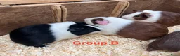 Guinea Pig rodents for sale: Young Male / Boar Dutch Guinea pigs - Advert 17