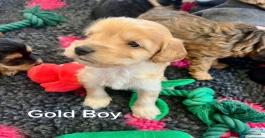 Cockapoo dogs - Advert 7
