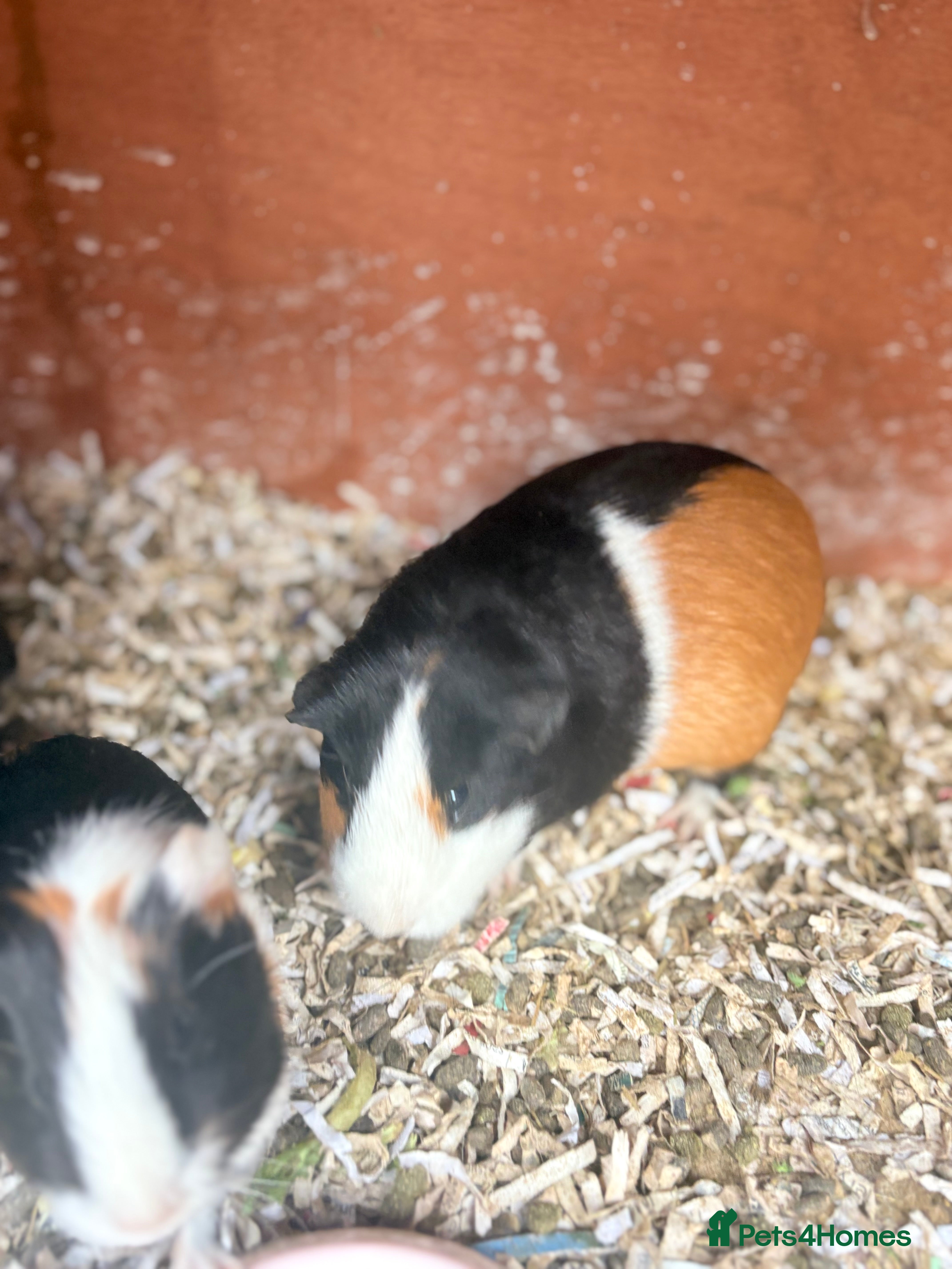 Guinea Pig rodents Guinea pigs - Advert 1