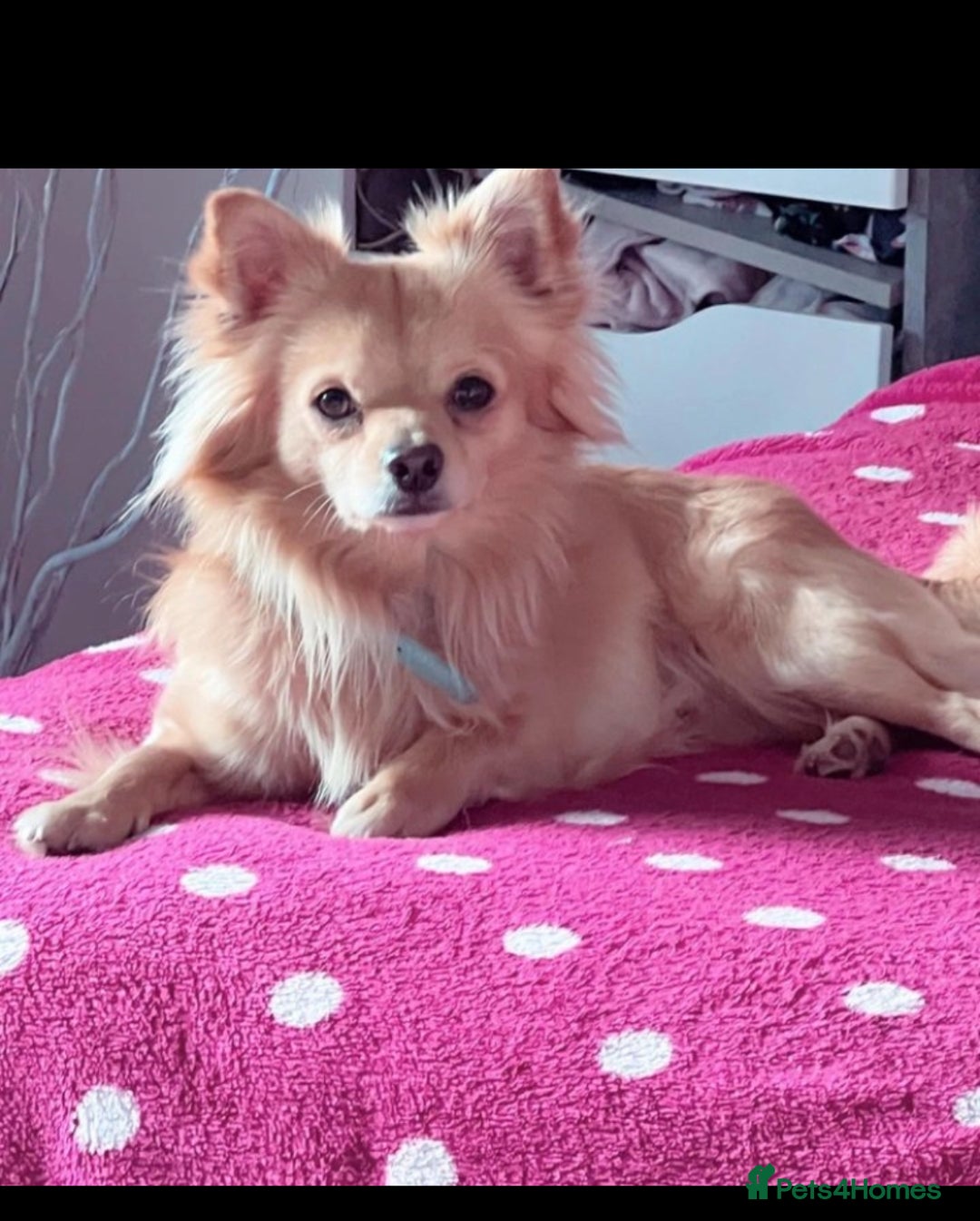 Chihuahua dogs for sale: Chihuahua pups looking for new home   - Advert 4