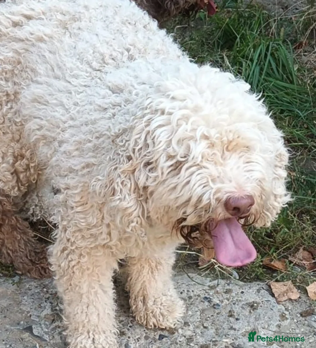 Lagotto Romagnolo dogs for sale: Lagotto Romagnolo - Advert 8