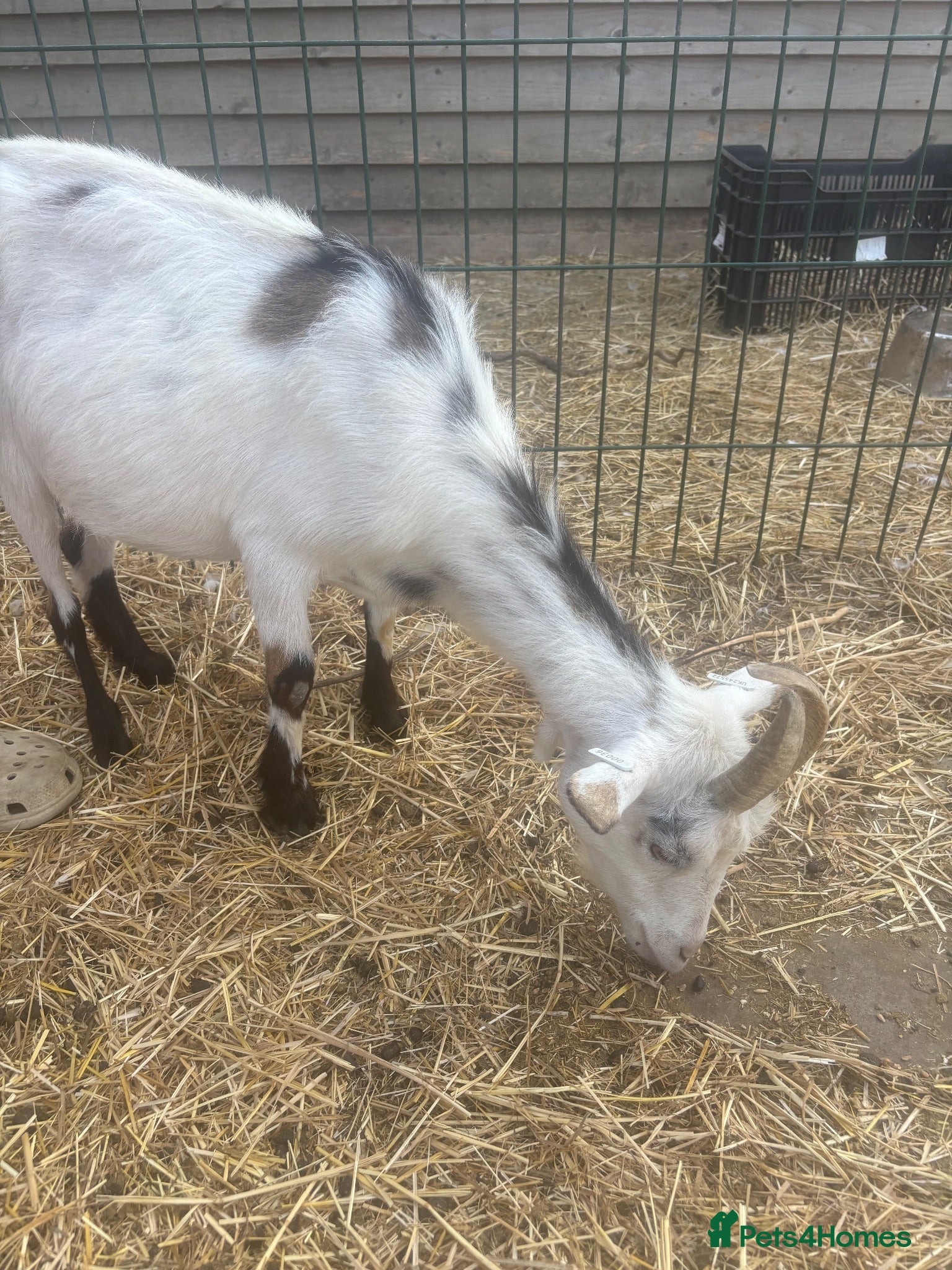 Goats livestock Pigmy goats - Advert 3