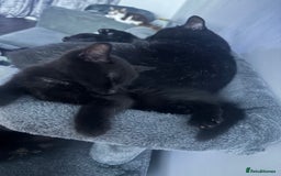 Mixed Breed cats for sale: Two beautiful kittens for sale - Image 6