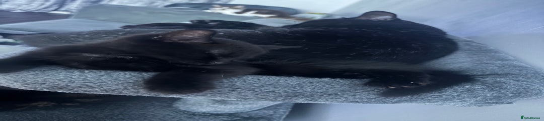 Mixed Breed Kitten 2