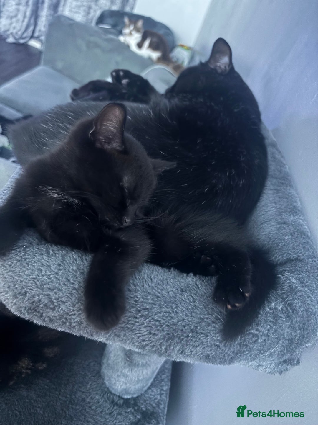 Mixed Breed cats for sale: Two beautiful kittens for sale - Image 6