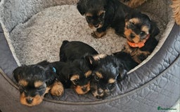 Morkie dogs for sale: Adorable Morkies - Image 9