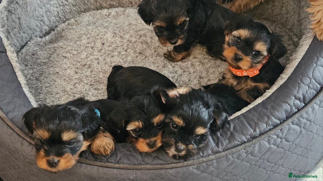 Morkie dogs for sale: Adorable Morkies - Image 9