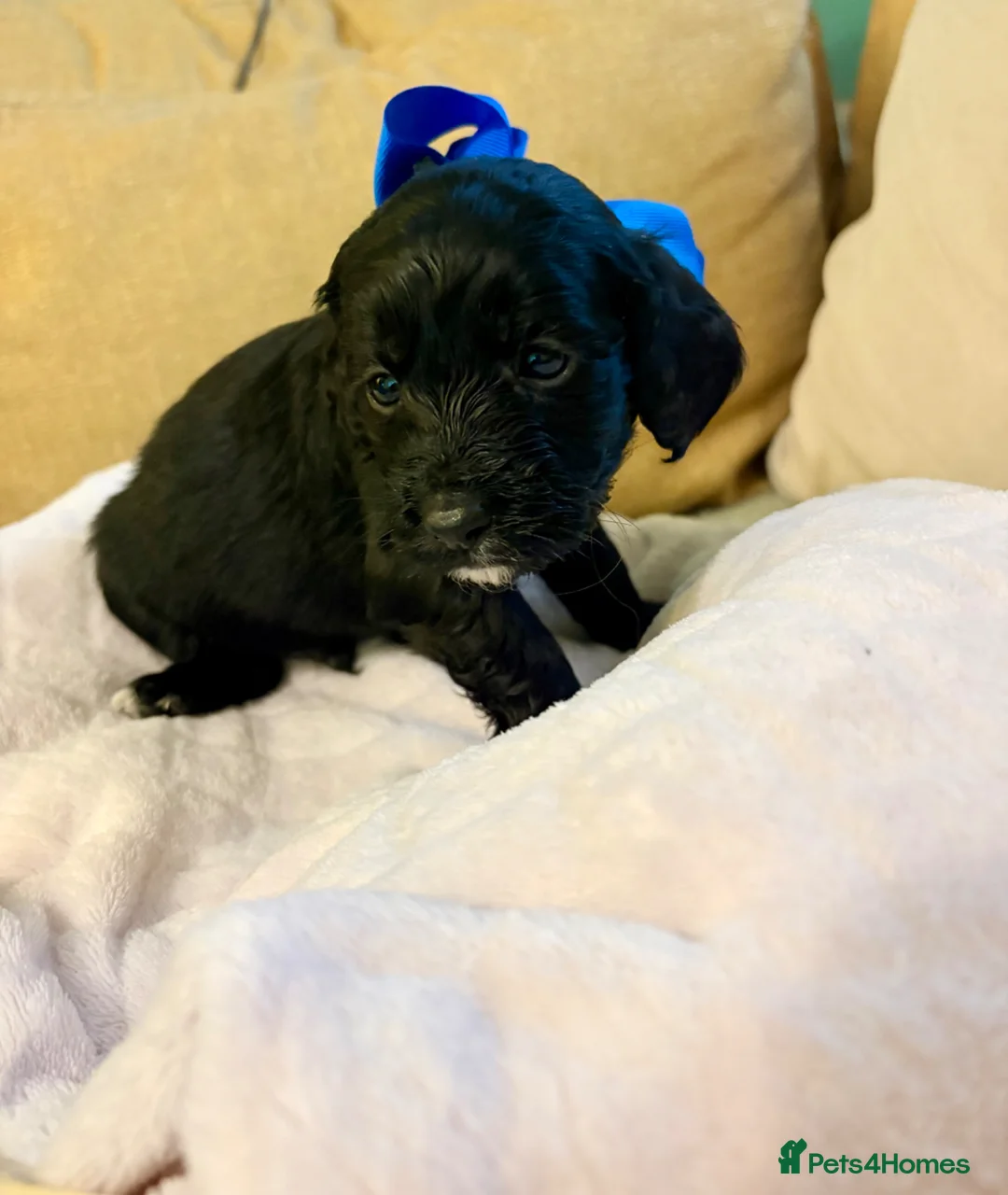 Cockapoo dogs for sale: Cockerpoo puppies  in Stockton-on-Tees - Advert 2