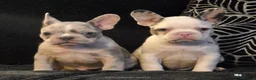 French Bulldog dogs for sale: Husky Koi French Bulldogs  - Advert 1
