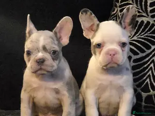 French Bulldog dogs Husky Koi French Bulldogs - Advert 3