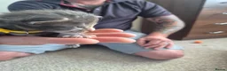 Maine Coon cats for sale: Stunning Maine Coons for sale must see 🥰 - Advert 21
