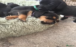 Mixed Breed dogs for sale: Doxla  - Image 24
